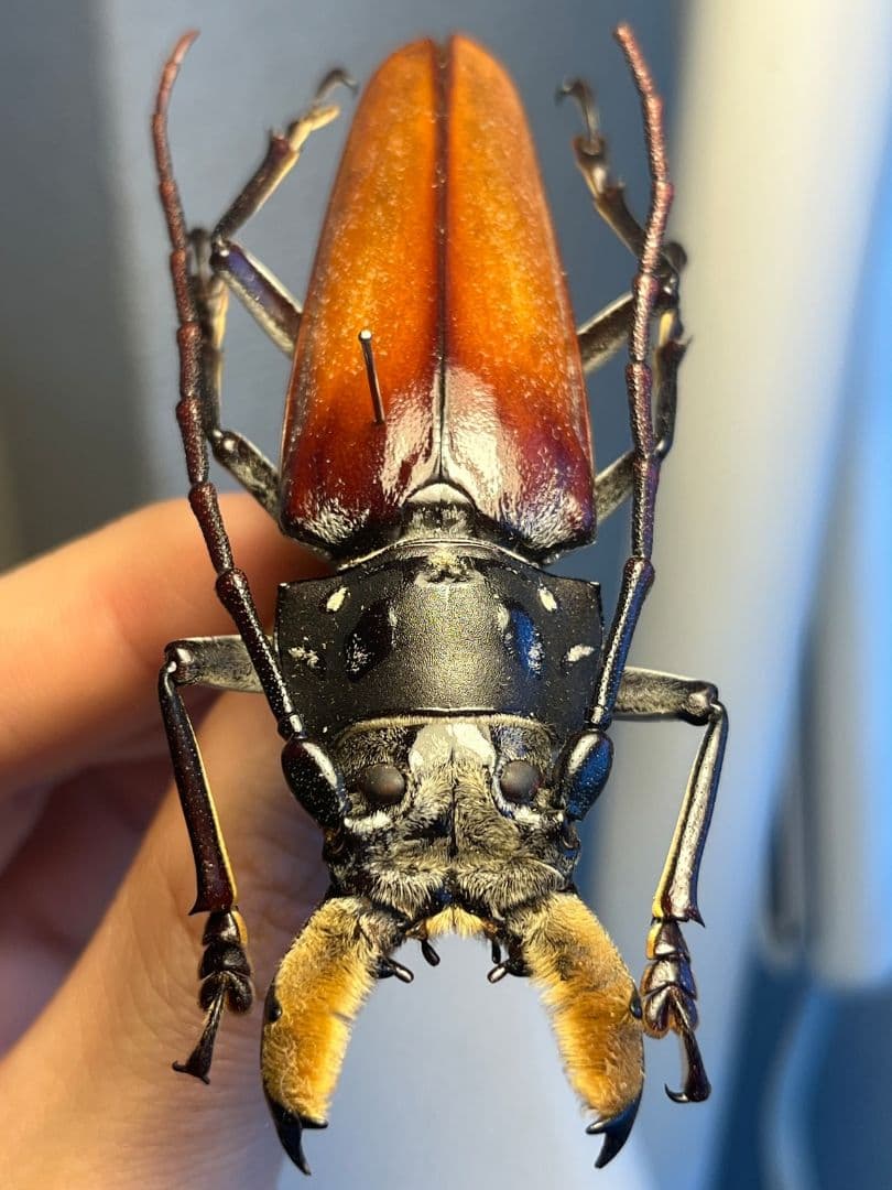 【85mm】アラゲオオウスバカミキリ 甲虫昆虫標本タランチュラムカデサソリ