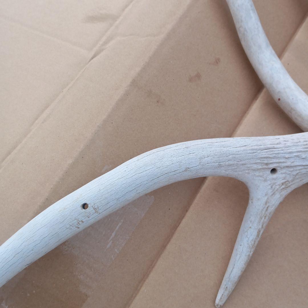 S*i様 蝦夷鹿の角　犬用おもちゃ 工芸品などに4番