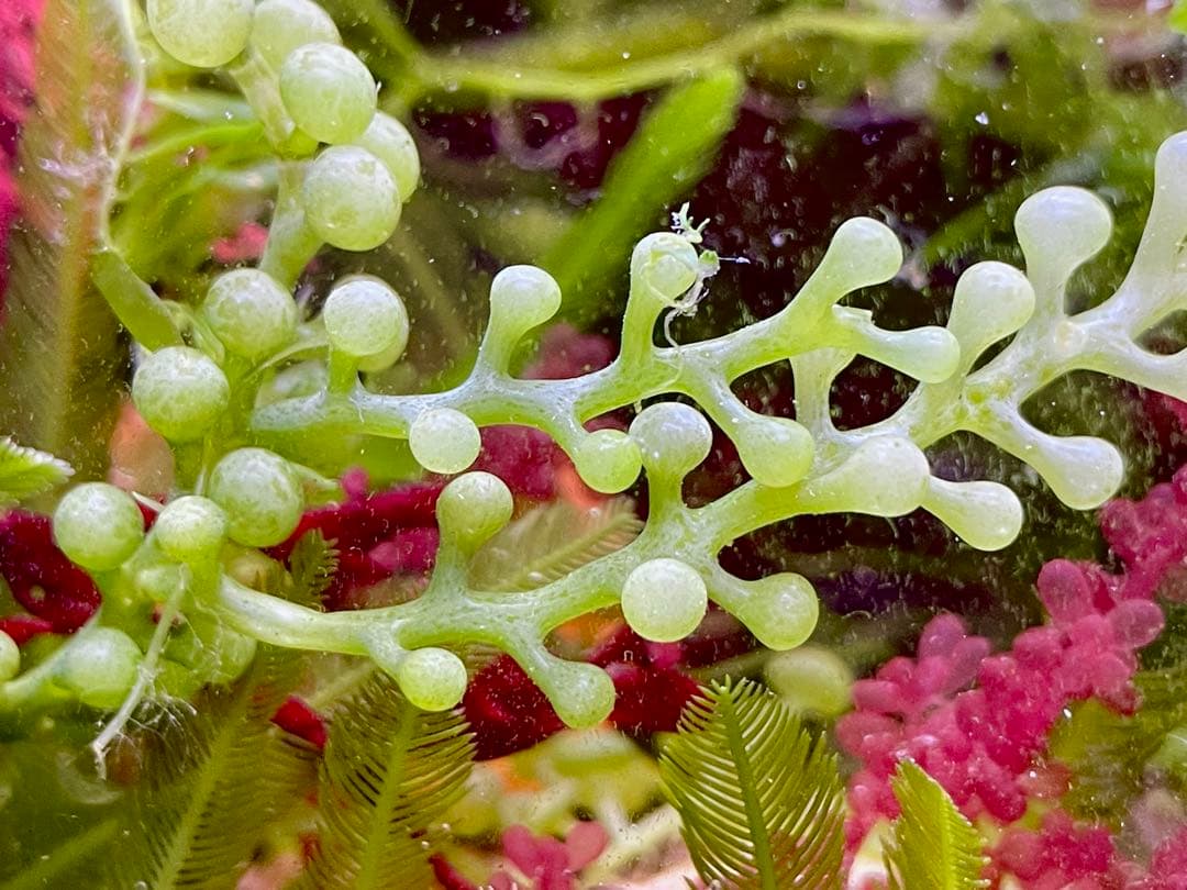 【匿名配送】　海藻　いろいろ　セット　宅急便