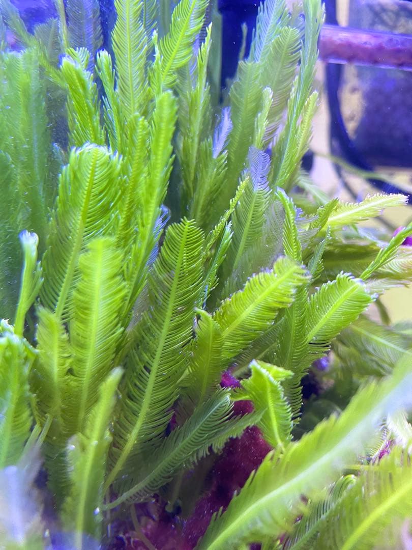 【匿名配送】　海藻　いろいろ　セット　宅急便