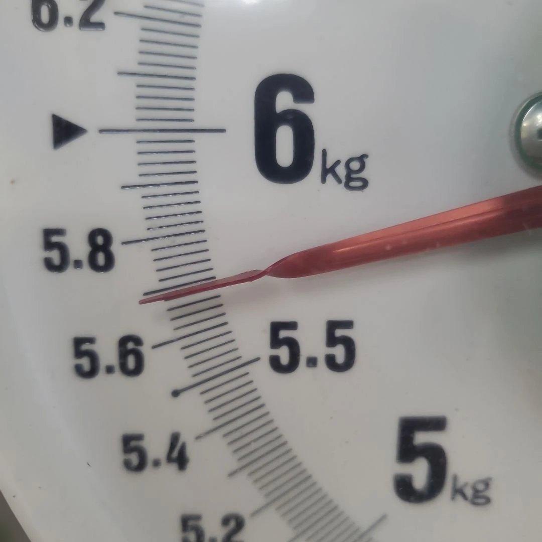 5️⃣ 山梨県産 シャインマスカット １１房入り 箱込み5.7キロ