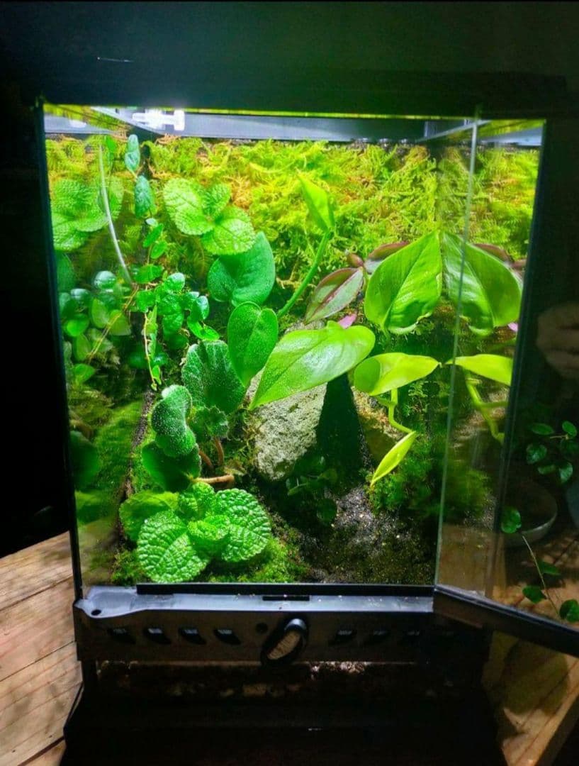 隠れ家付き、苔テラリウム飼育ケージ、グラステラリウムナノ