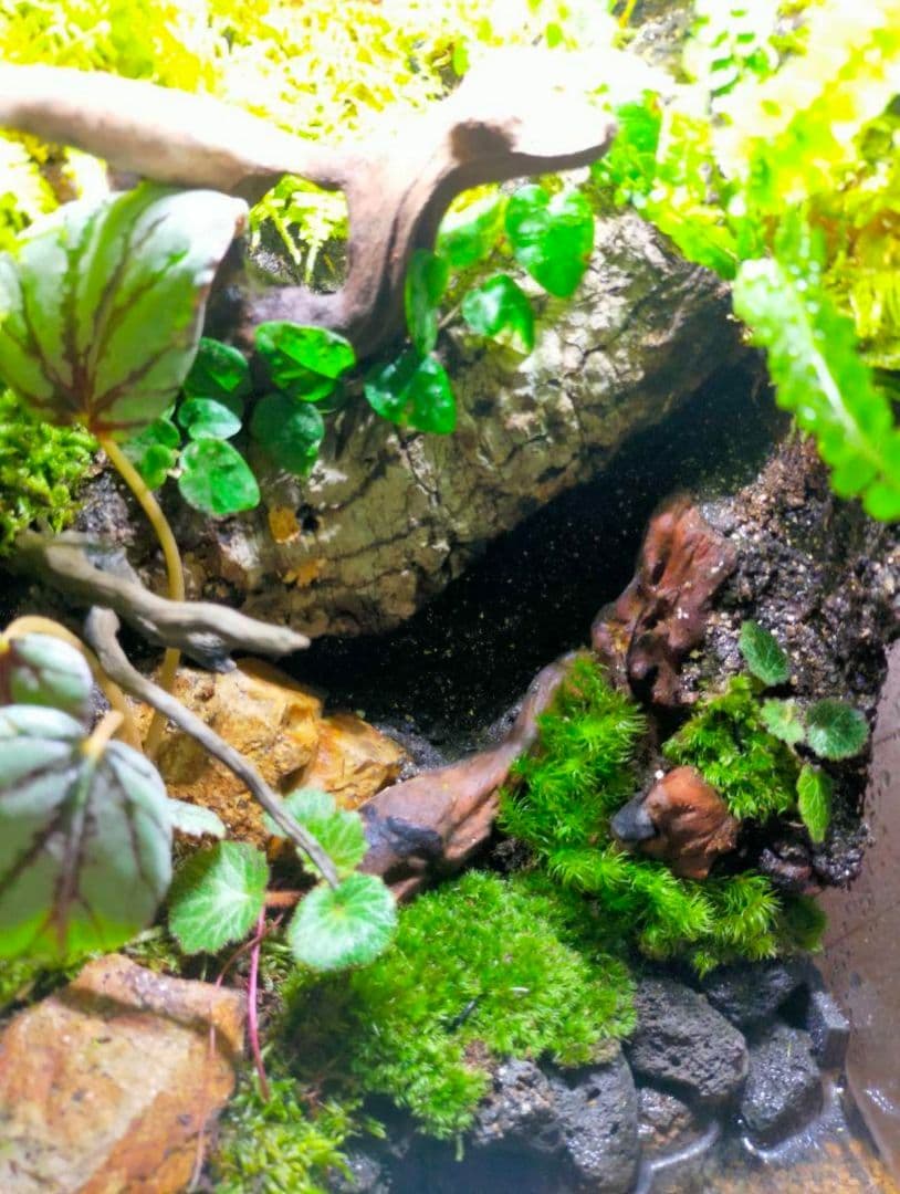 隠れ家付き、苔テラリウム飼育ケージ、グラステラリウムナノ