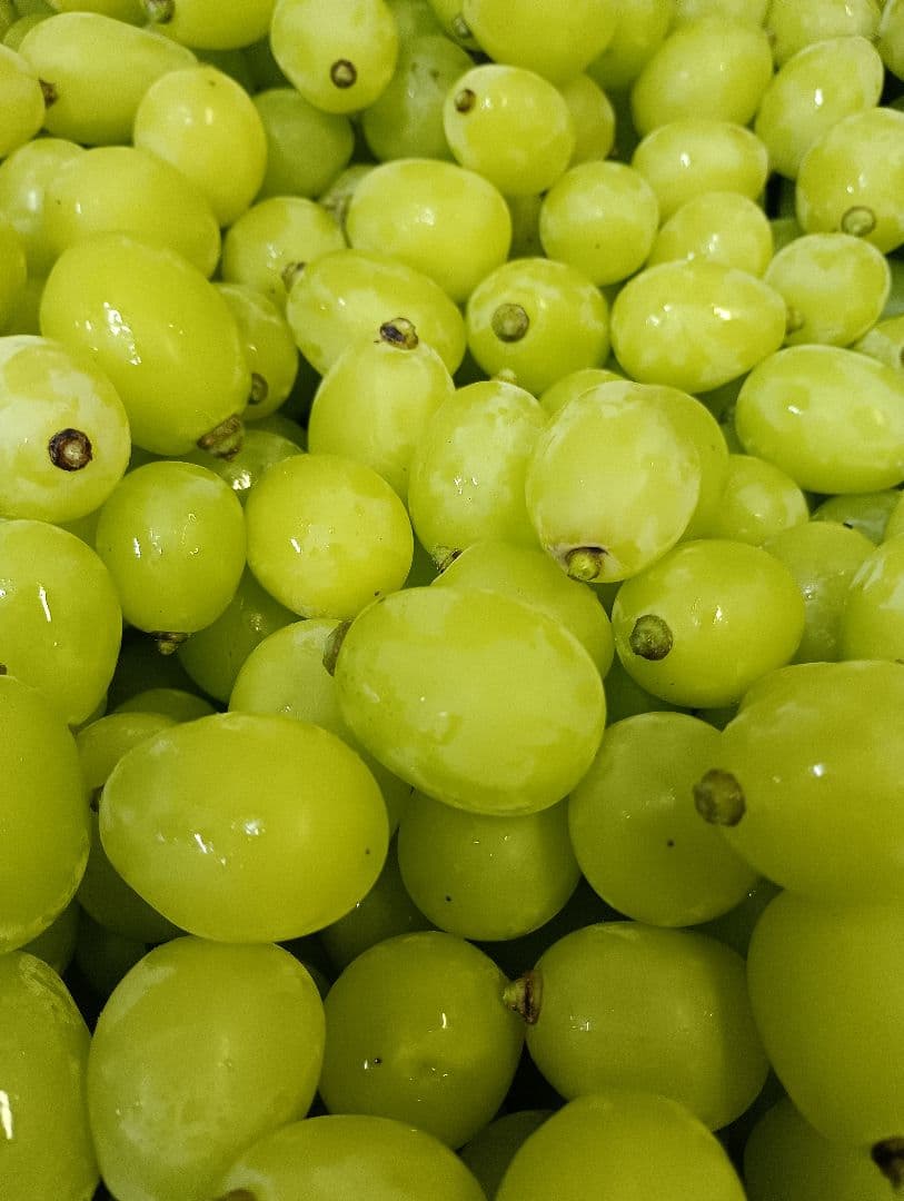 シヤインマスカット大粒グリーン多め粒3キロパック入りになります。
