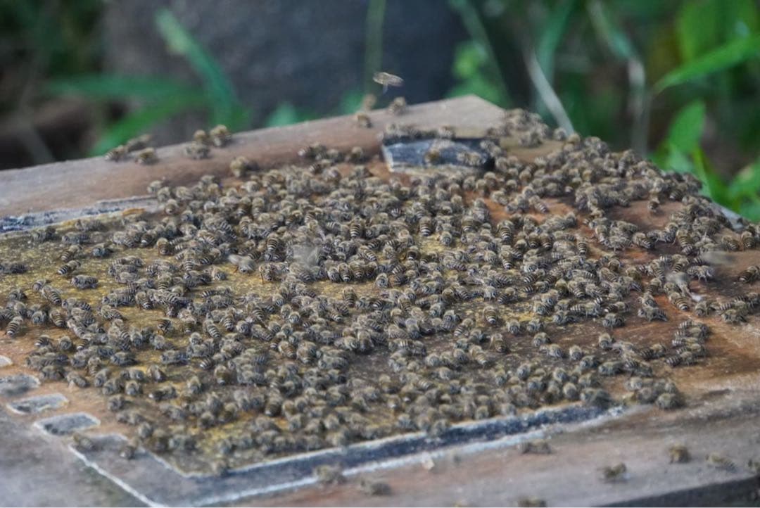 はちみつ　日本蜜蜂のハチミツ　奥山の蜂蜜　花粉入り　２種