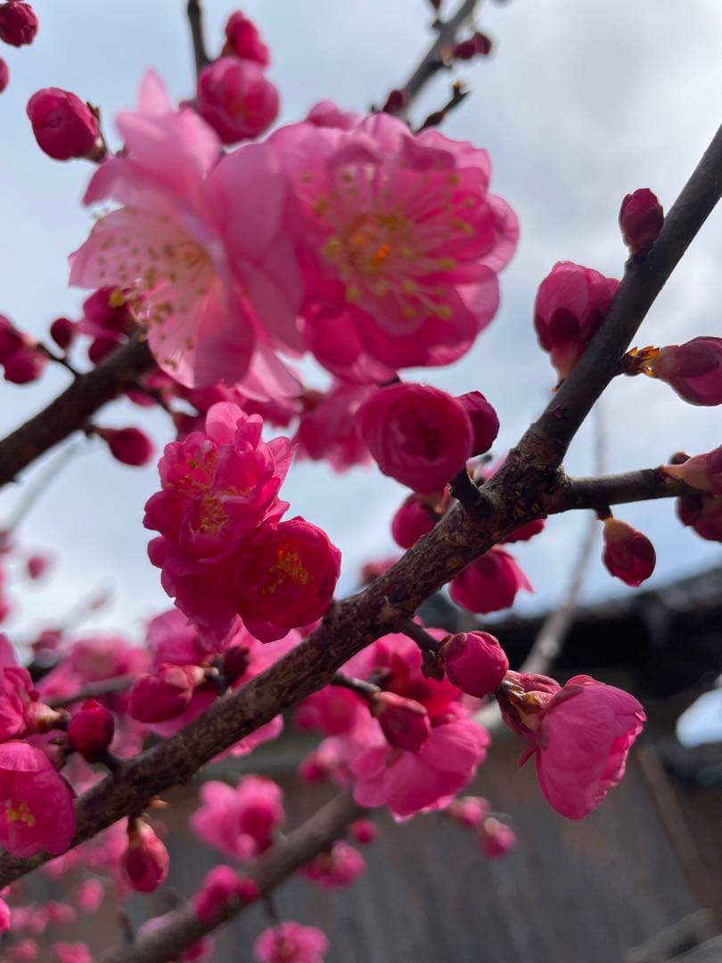レオ金テープ巻き3kg+9kgお姫さまマーク手延そうめん