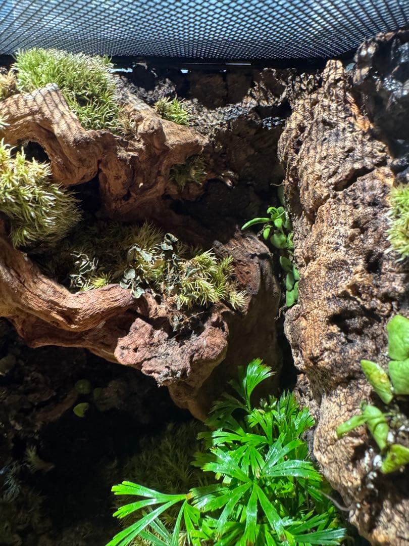 グラステラリウムナノ　レイアウト品