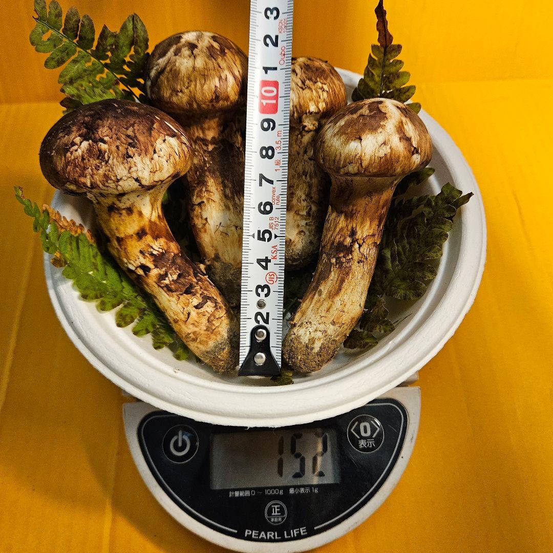 岩手県産松茸 152g