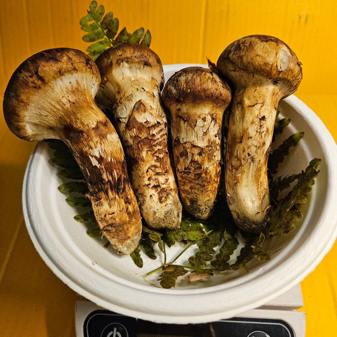 岩手県産松茸 152g