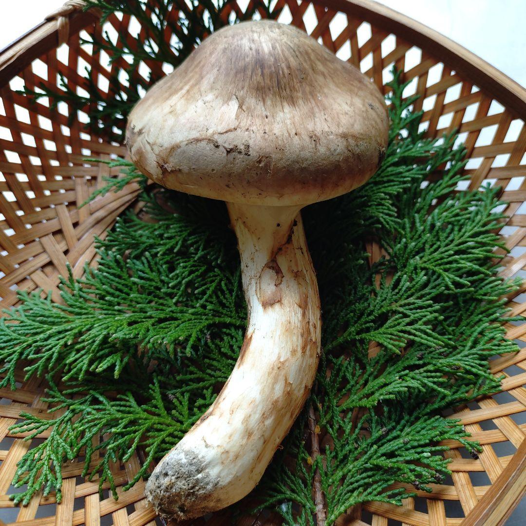 10/24 南信州産 松茸 140g