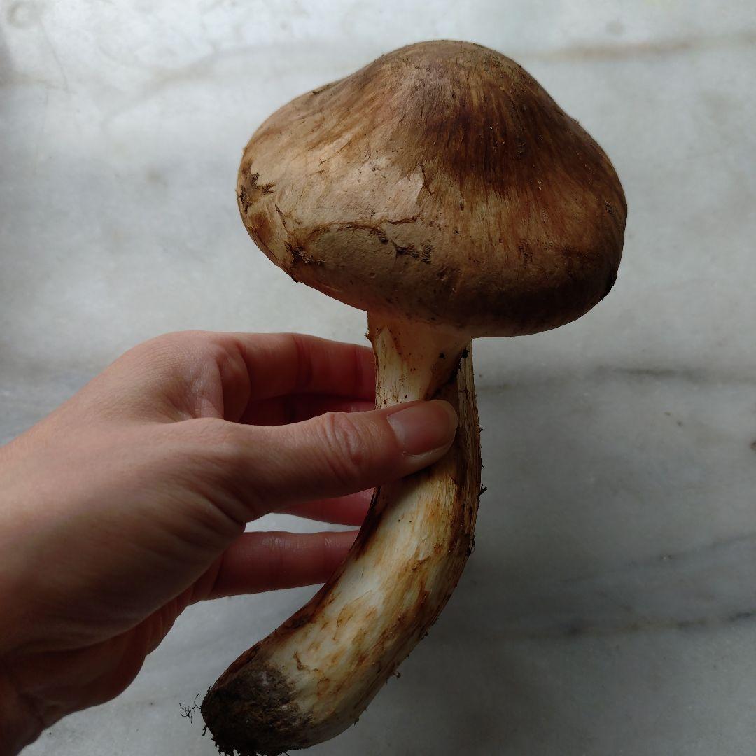 10/24 南信州産 松茸 140g