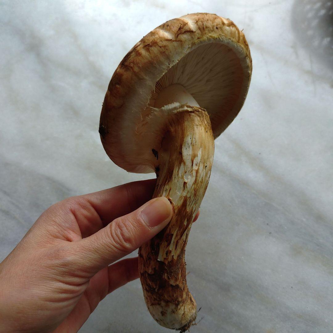 10/24 南信州産 松茸 140g