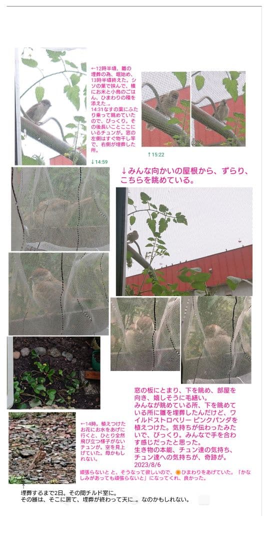 ハル様確認用野鳥のごはん