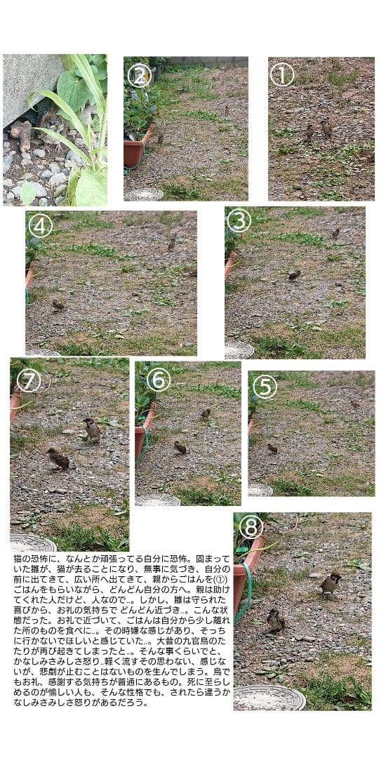 ハル様確認用野鳥のごはん