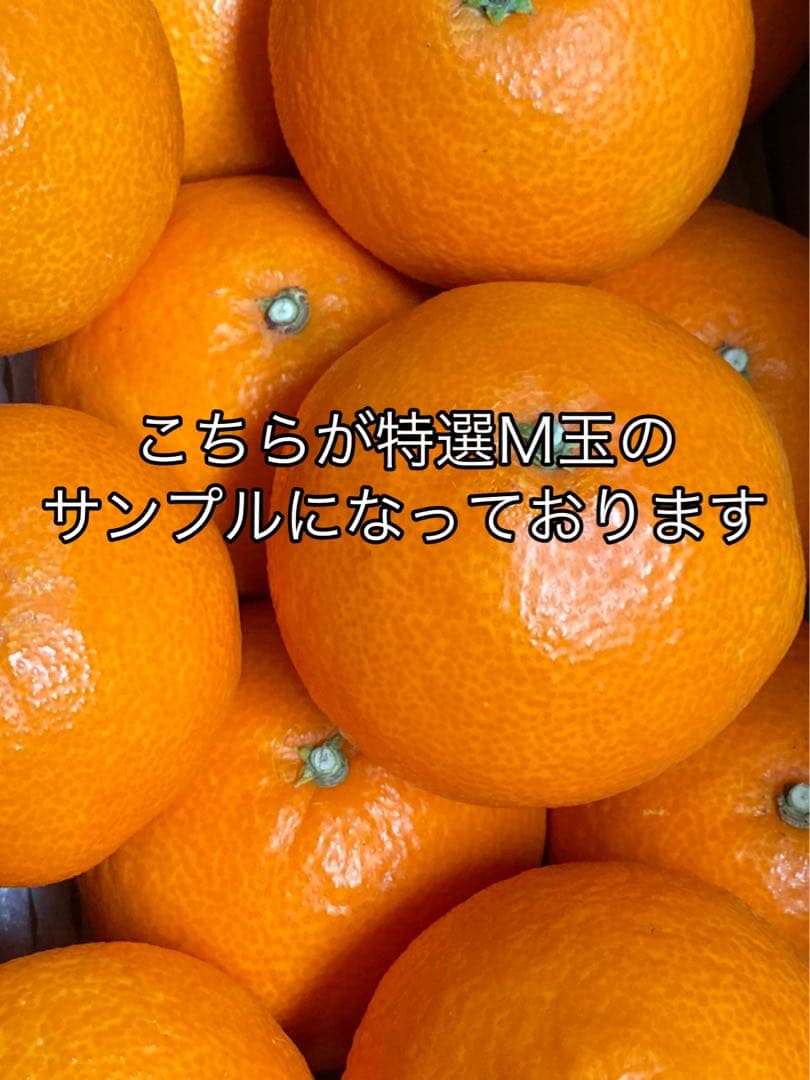 愛媛県産!!愛果28号(特選Ｍ玉10キロ) 空島まどんな