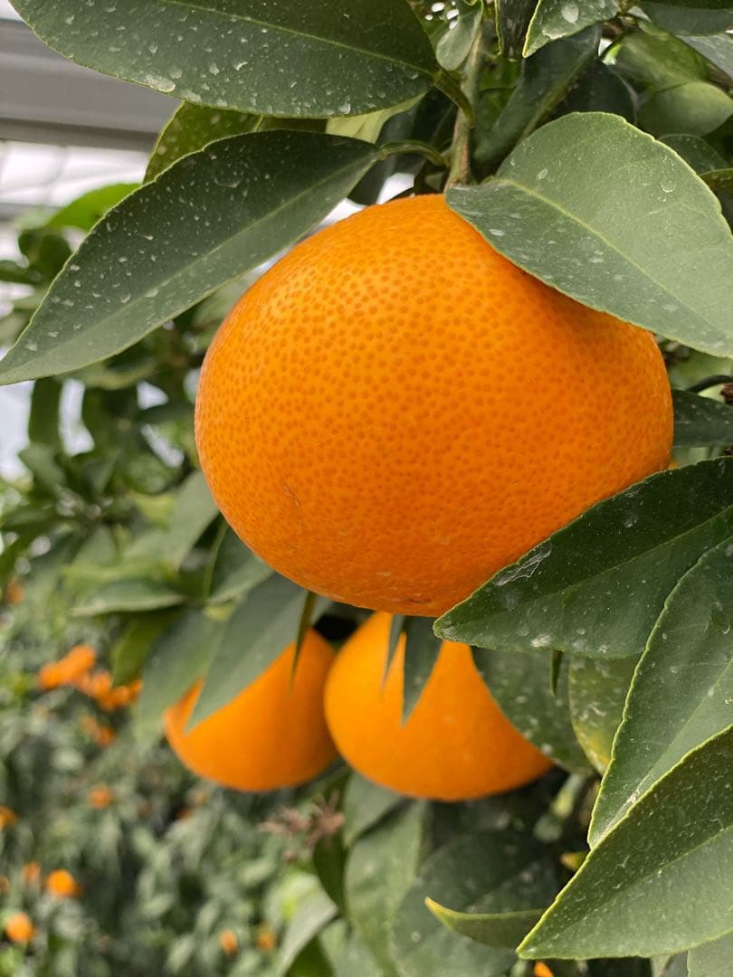 愛媛県産!!愛果28号(特選Ｍ玉10キロ) 空島まどんな