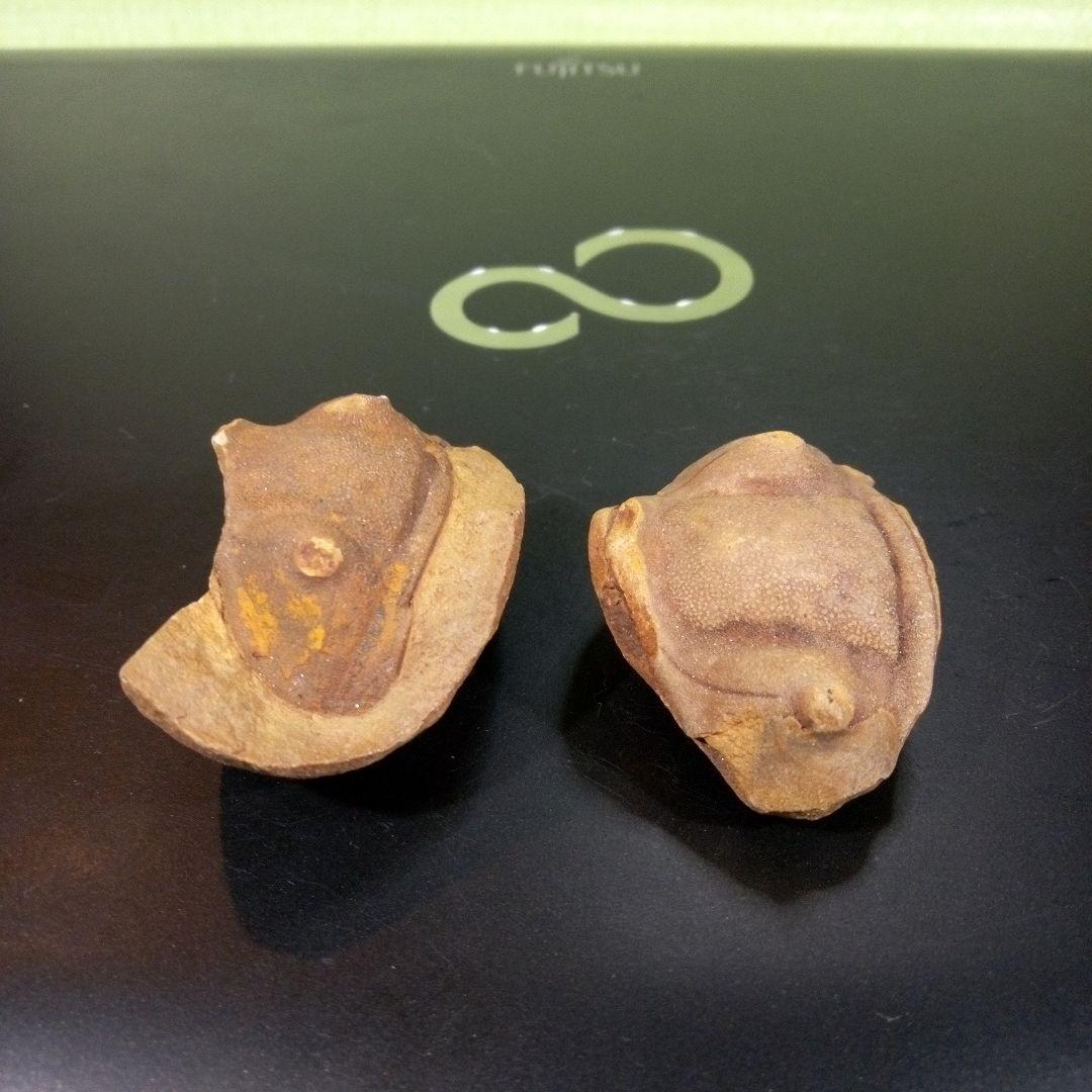 三葉虫　化石　fossil　ボリビア産　レア　Fossil識別⑤　２個セット