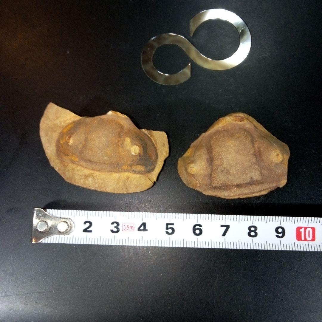 三葉虫　化石　fossil　ボリビア産　レア　Fossil識別⑤　２個セット