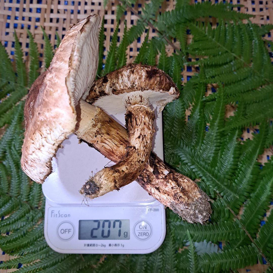 広島県産松茸　 207g