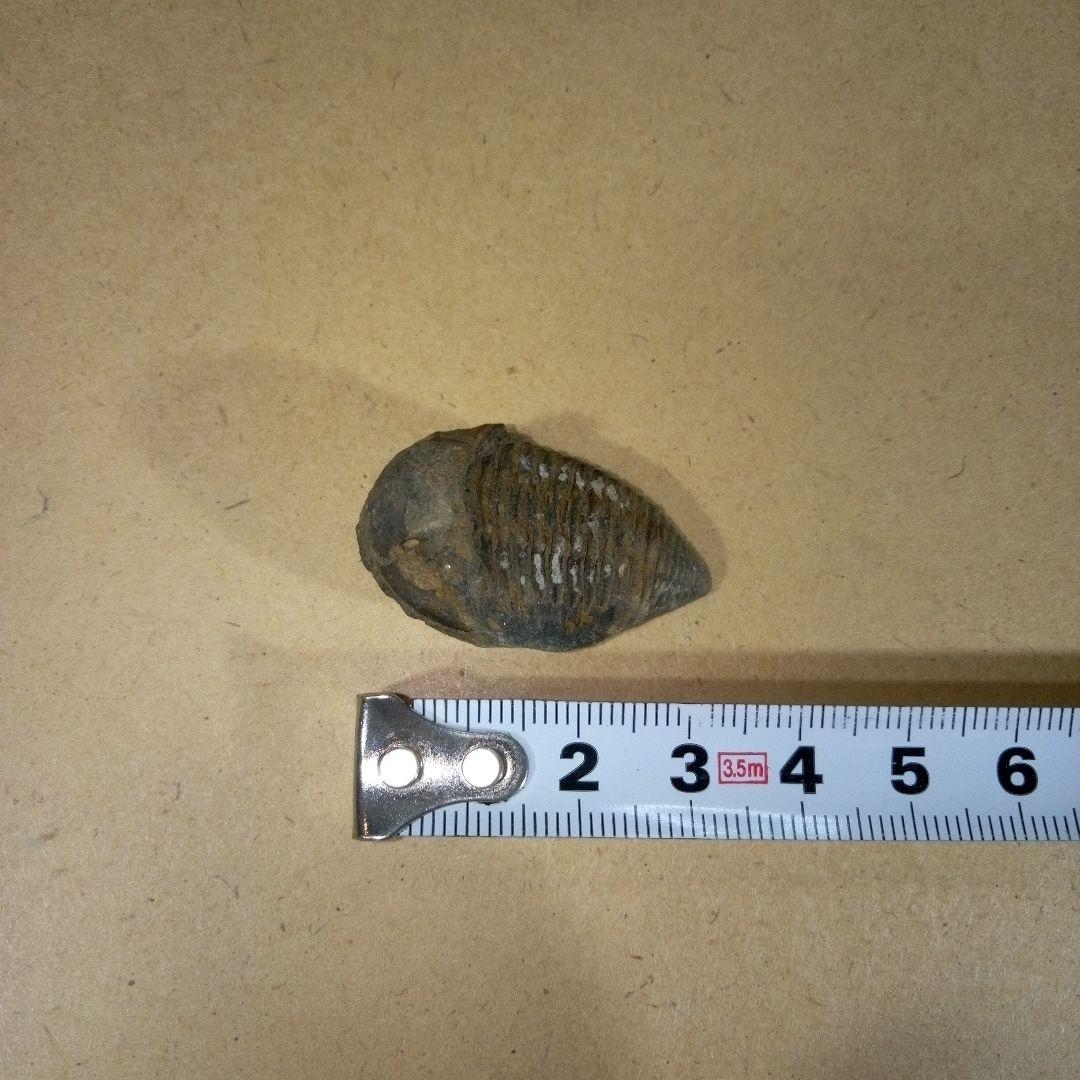 三葉虫　化石　三葉虫化石　究極のレトロ　fossil　ボリビア産　化石管理番号⑯