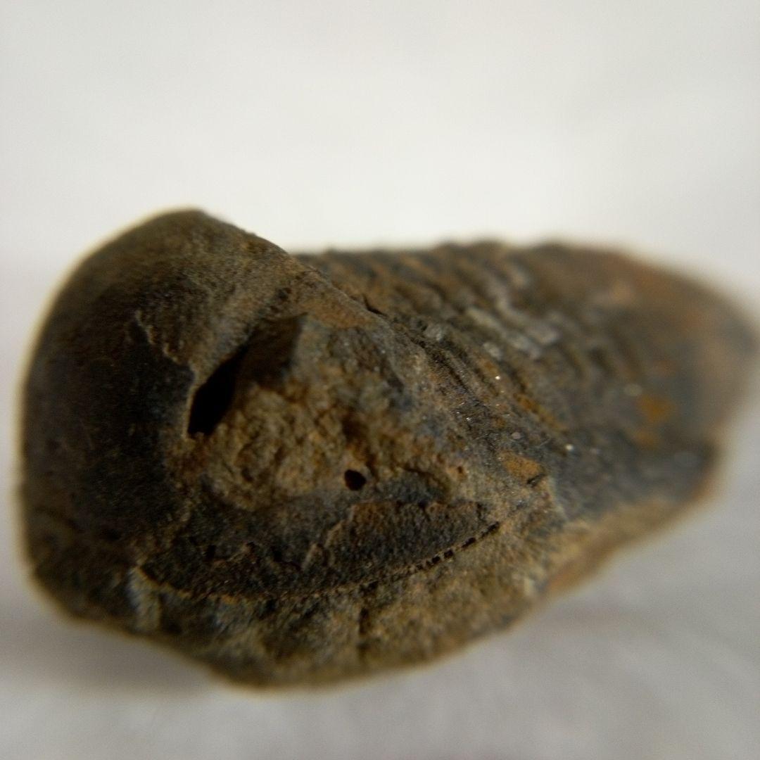 三葉虫　化石　三葉虫化石　究極のレトロ　fossil　ボリビア産　化石管理番号⑯