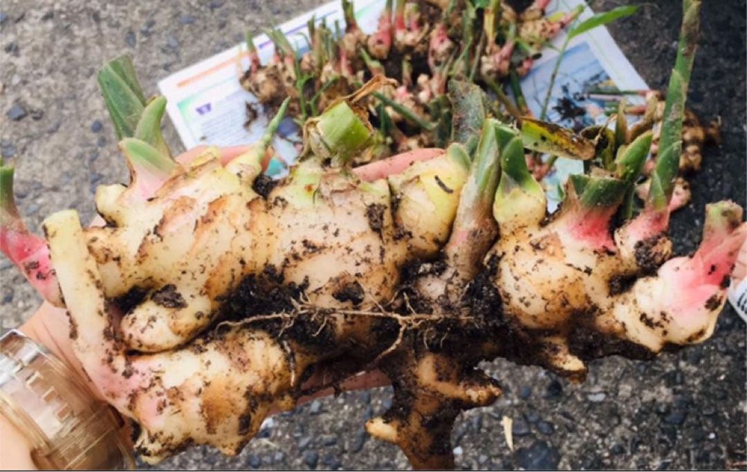 新生姜　10キロ