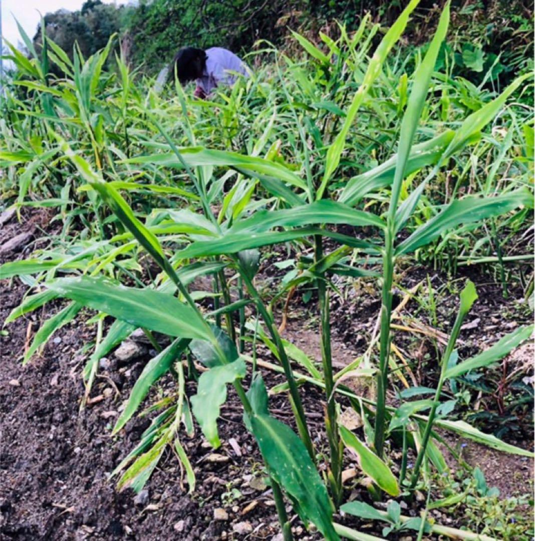 新生姜　10キロ