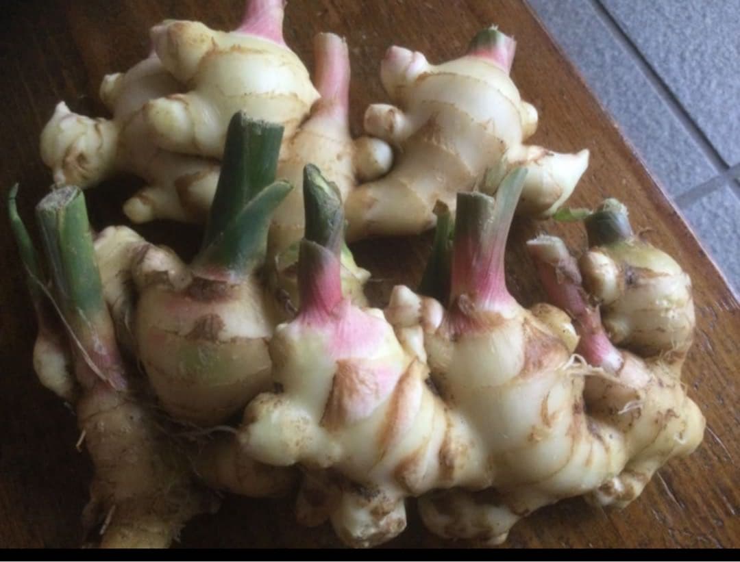 新生姜　10キロ