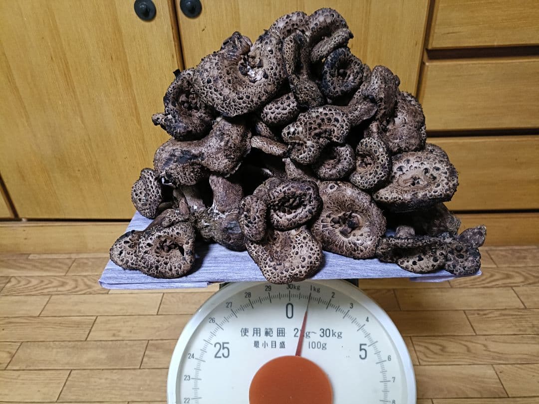 信州産香茸　クール便送料無料　 香茸　1kg　本日10/13 朝採れ