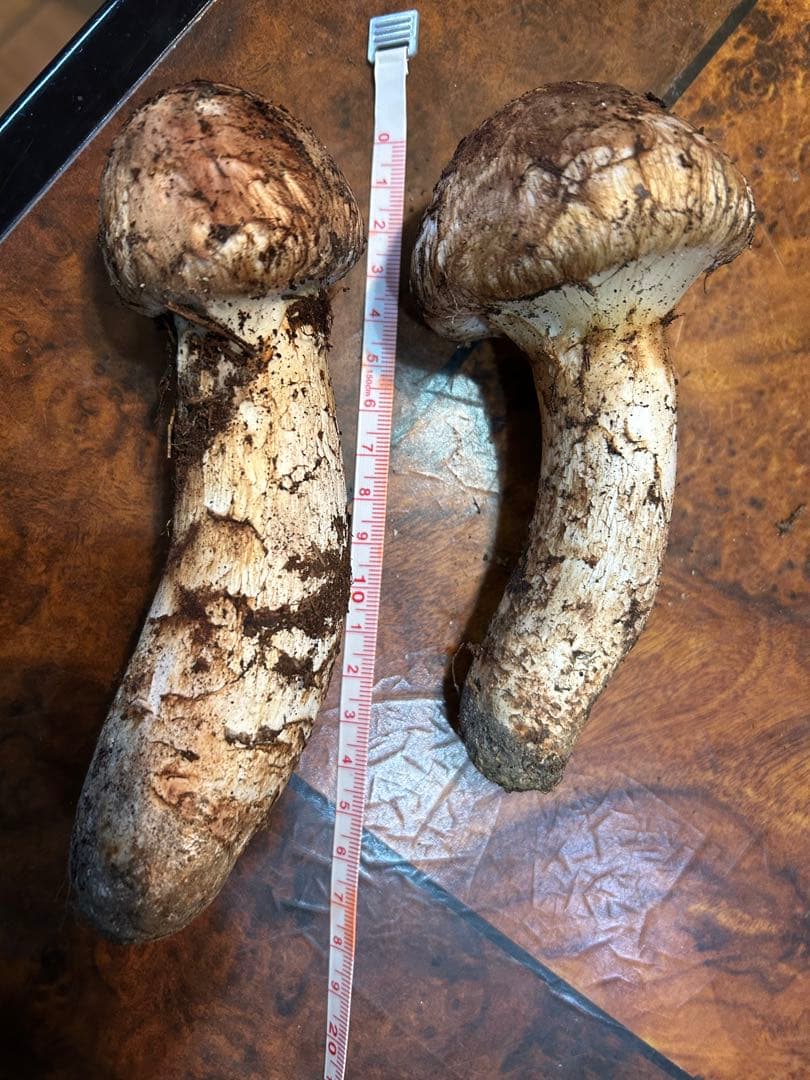 え*ん様 えぐちゃん様 松茸　和歌山県高野山産　松茸　約184g