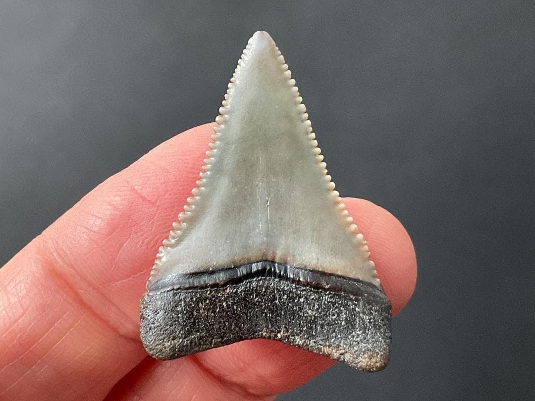 ホホジロザメの歯 [GR229] 化石 希少 レア