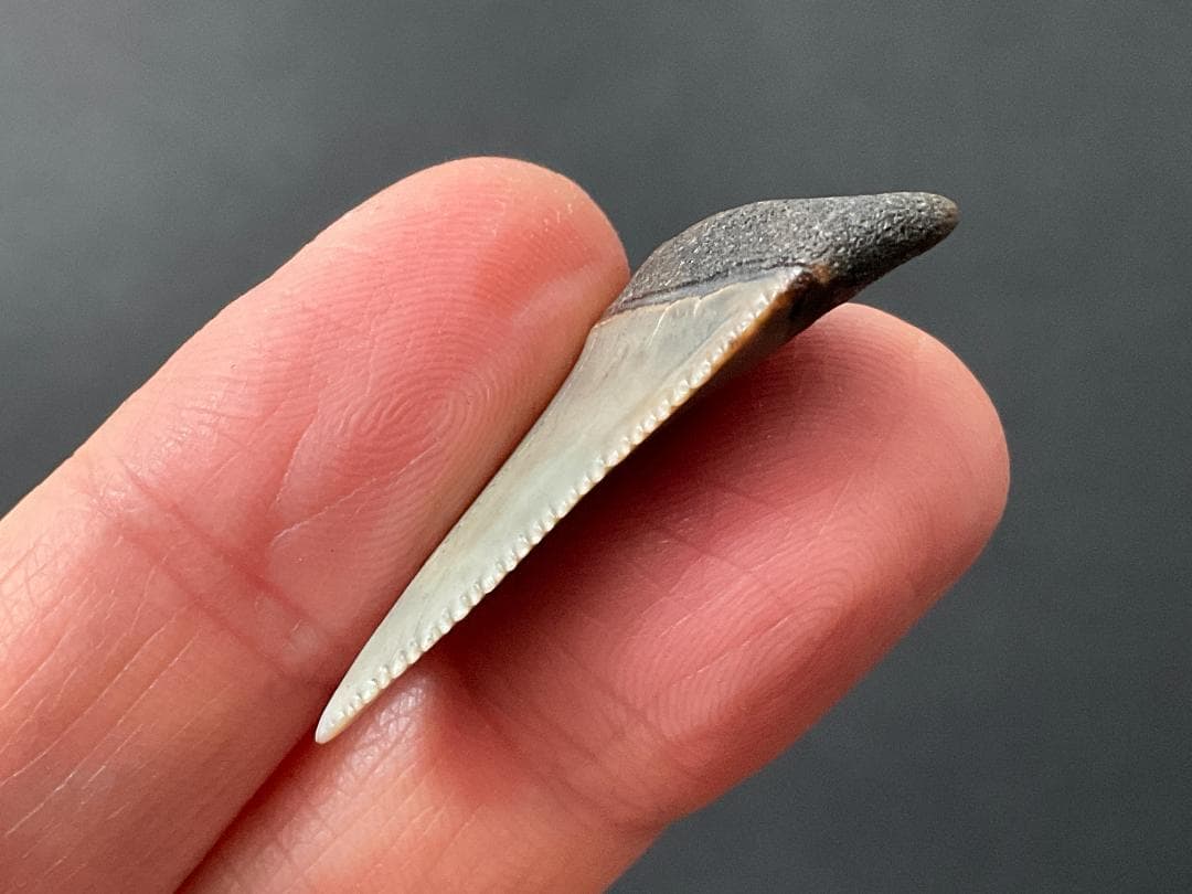 ホホジロザメの歯 [GR229] 化石 希少 レア