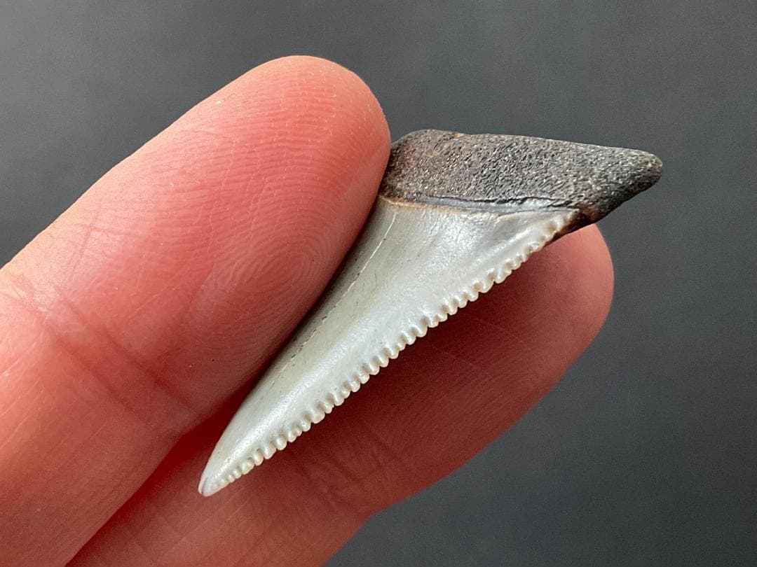 ホホジロザメの歯 [GR229] 化石 希少 レア