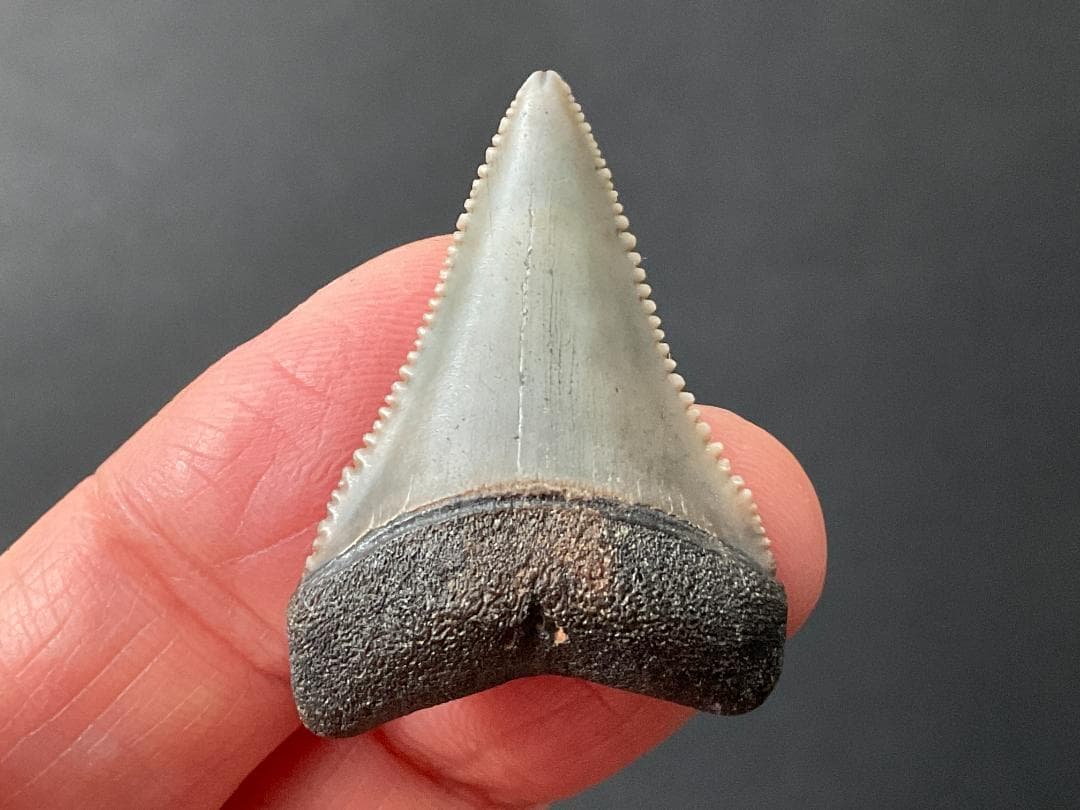 ホホジロザメの歯 [GR229] 化石 希少 レア