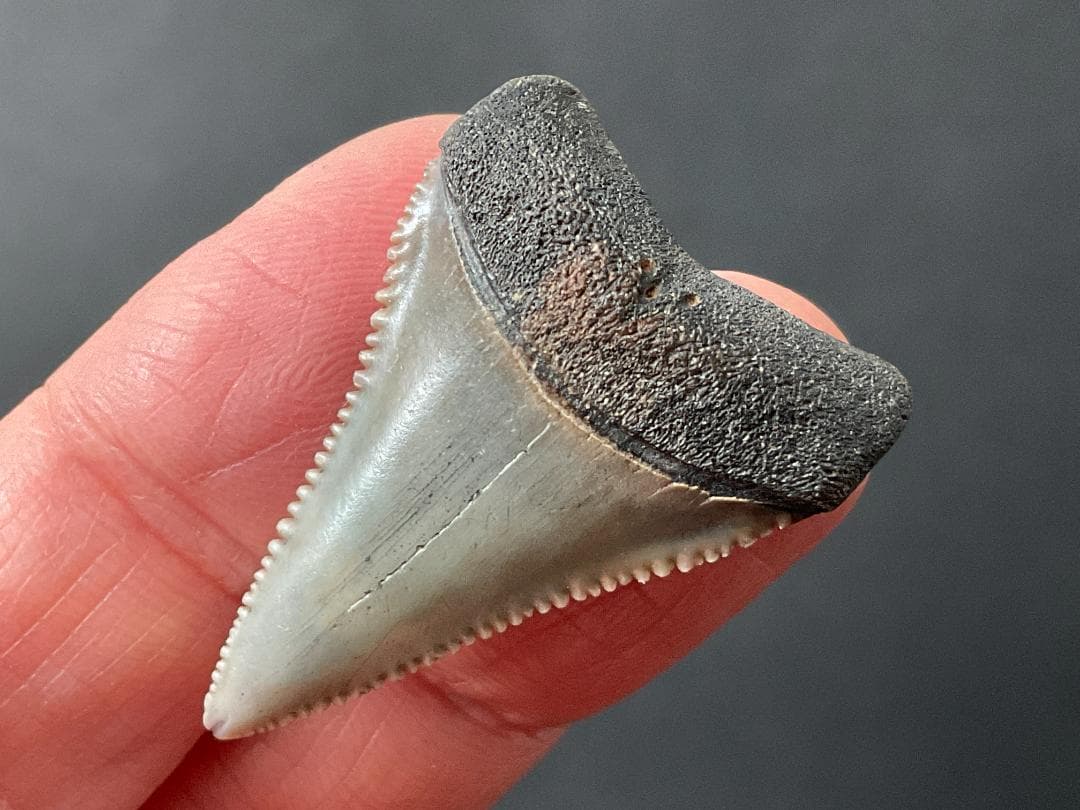 ホホジロザメの歯 [GR229] 化石 希少 レア