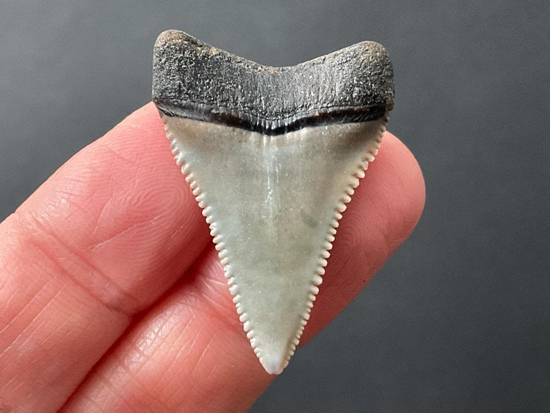 ホホジロザメの歯 [GR229] 化石 希少 レア