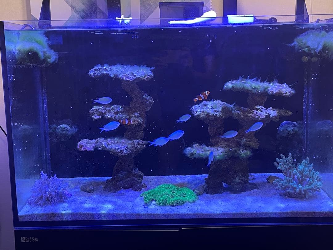 人工ライブロック 2点セット‼️　盆栽型