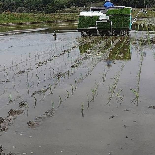 令和7年産 茨城県産 コシヒカリ 白米 精米代込み 10Kg 10キロ a