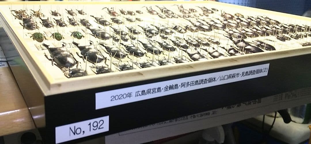 村山輝記採集・製作　クワガタ調査標本No.192（流出品）