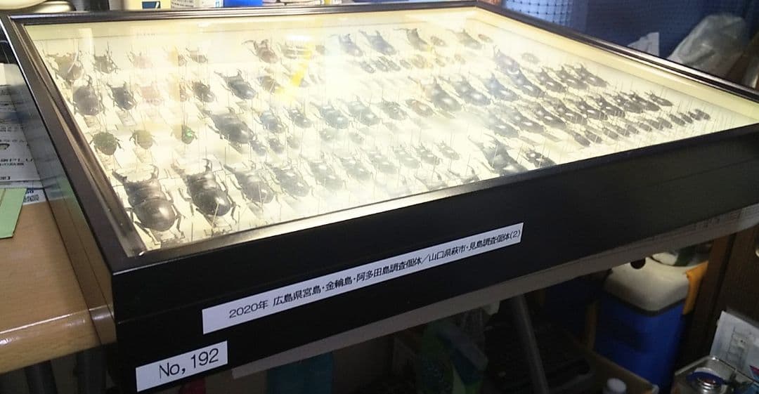 村山輝記採集・製作　クワガタ調査標本No.192（流出品）