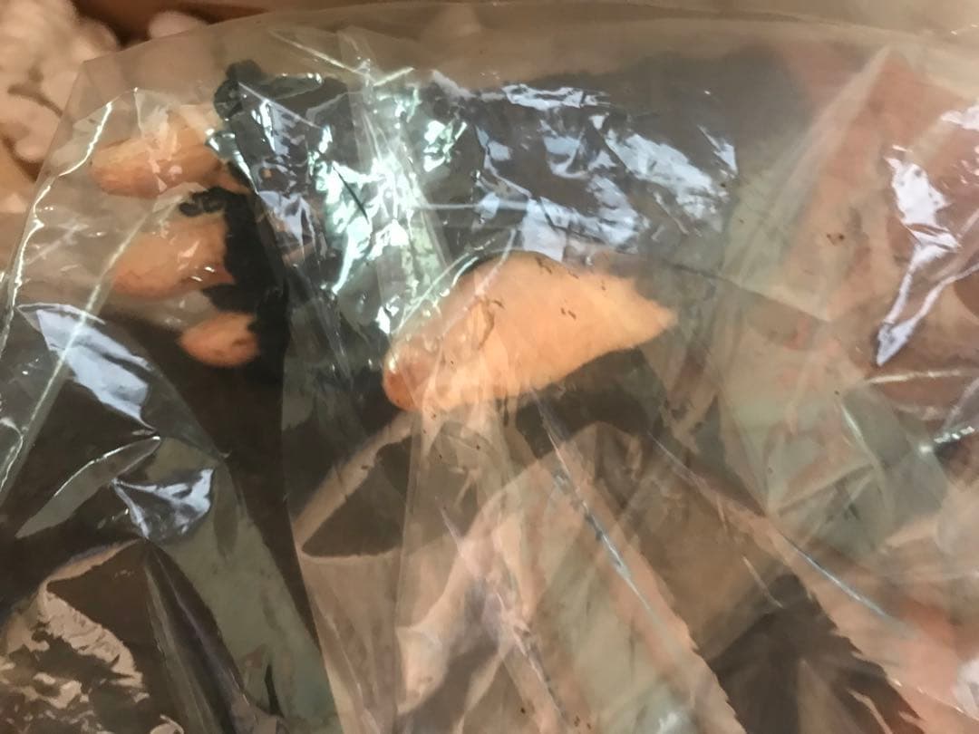 パペットマスター　ピンヘッド