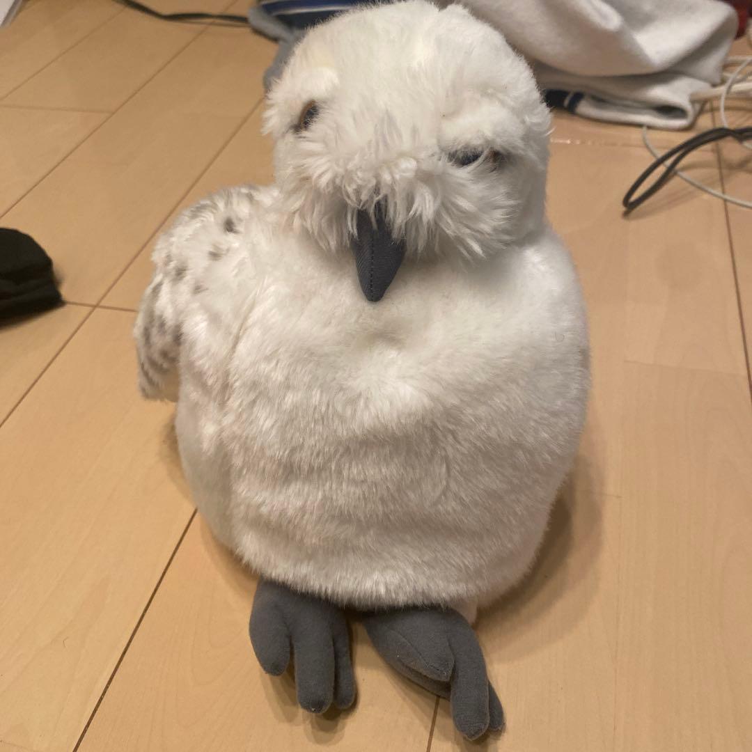 ハリポッターの鳥