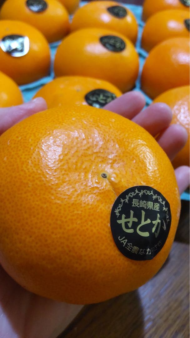 せとか 10玉 2箱セット