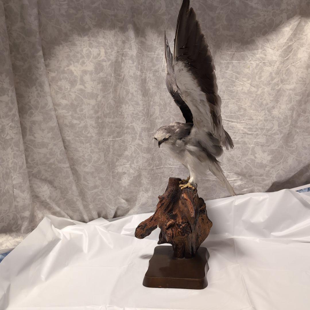 カタグロトビ 鷹 剥製