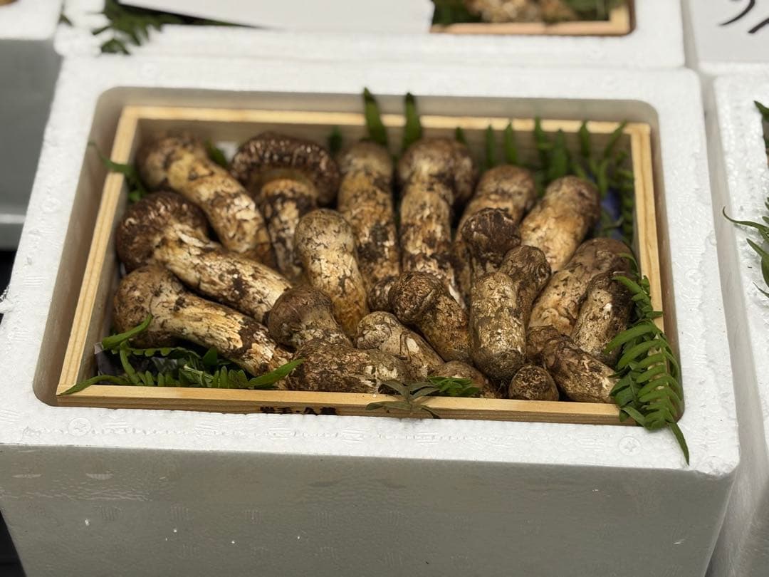 【築地直送！】国産天然松茸約400g