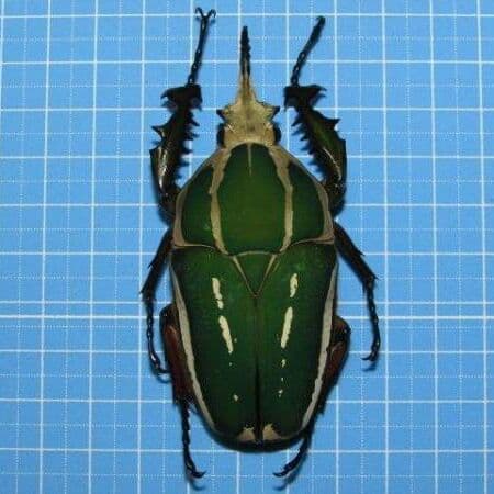 コンゴDR南部産 ポギーオオツノカナブン 81mm