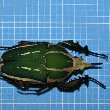 コンゴDR南部産 ポギーオオツノカナブン 81mm