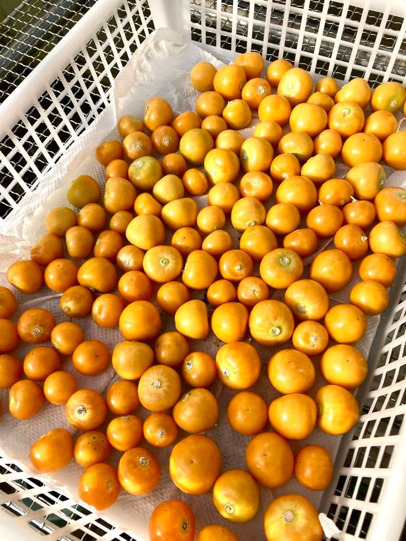 専用出品です　食用ほおずき　オレンジチェリー(ゴールデンベリー) 小粒2kg.