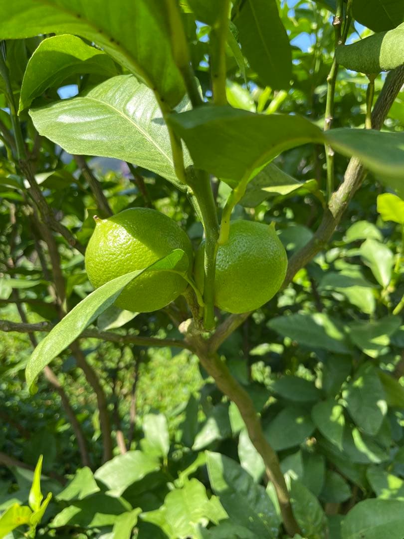 国産ベルガモットオレンジ☆香りが強い露地栽培　約8kg 送料込み ☆【A品】