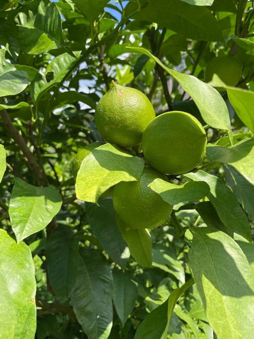 国産ベルガモットオレンジ☆香りが強い露地栽培　約8kg 送料込み ☆【A品】